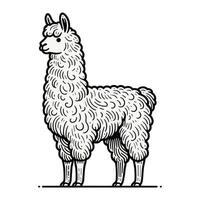 Hand drawn Fluffy Llama Curly Fur in Minimalist Style Detailed Animal Illustration vector