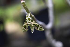 Sphinx Moth Resting On Branch photo