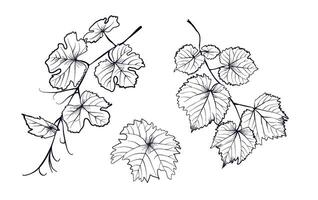 a set of black and white hand drawings of leaves and branches of grapes vector