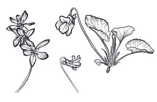 a set of black and white hand-drawn drawings of violet flowers illustration vector