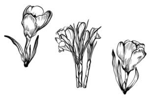 a set of black and white hand-drawn crocus flowers vector