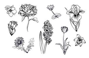 a set of hand-drawn spring flowers of peony, hyacinth, crocus, dandelion, buttercup, tulip, iris narcissus vector
