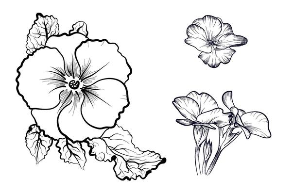 a set of black and white hand-drawn primrose flowers illustration