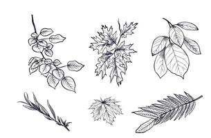 a set of hand drawings of branches and leaves of maple, Mandurah walnut, oak, willow, aspen, bird cherry vector