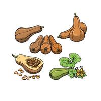 Butternut fruits in hand drawn style vector