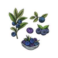 Blueberry fruits in hand drawn style vector