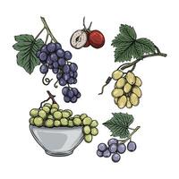 Grape fruits in hand drawn style vector