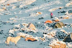 Woman climber walk around Bethlemi hut base camp with colorful tents and stray dog in snow. Acclimatization and preparation concept. Climbing Mount Kazbek. Kazbegi municipality famous destination photo