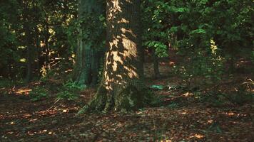 A tree in the middle of a wooded area video