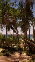 Sandy Beach With Palm Trees and Ocean video