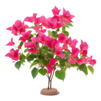 Stunning Pink Bougainvillea Flower Plant Tree Isolated on a Transparent Background for Marketing and Product Display png