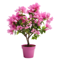 Elegant Bougainvillea Flower Plant in Round Pot A Touch of Nature for Any Setting png