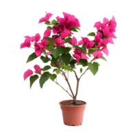 Charming Pink Bougainvillea Plant Isolated on a Transparent Background for Promotional Use png