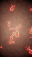 Viewing the navirus under a digital microscope video