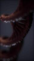 loopable structure of the DNA double helix animation video