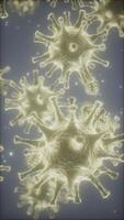 Bacteria virus or germs microorganism cells under microscope with depth video