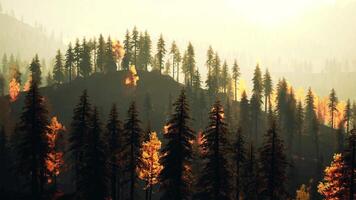 A forest filled with lots of tall trees. beautiful sunset video