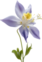 Intricate Columbine flower design in full bloom. . png