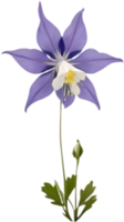 Bright Columbine flower illustration showing full bloom. . png