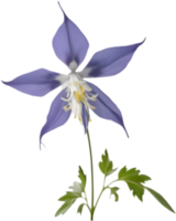 Columbine flower with soft petals in bloom. . png