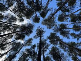 Pine trees in the forest, bottom view, blue sky background photo