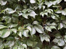 A lush, vibrant vine with deep green leaves and clusters of small, dark blue berries. The plant appears to be climbing a wall or fence, with its tendrils wrapping around the surface. photo