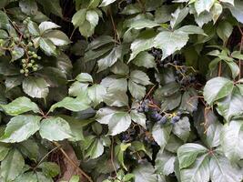 Natural background of vine's intricate, revealing the velvety texture of the leaves and the subtle variations in the berry colors. The tendrils, adorned with tiny droplets of morning dew photo