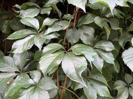 Nature background of a lush, vibrant vine with deep green leaves. The plant appears to be climbing a wall or fence. Green nature background photo