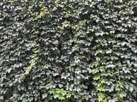 A panoramic view of a vine-covered wall, showcasing the plant's abundant growth. The interplay of light and shadow highlights the intricate patterns of the leaves. Nature background. photo