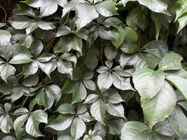 Nature background of a lush, vibrant vine with deep green leaves. The plant appears to be climbing a wall or fence. Green nature background photo
