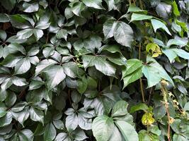 Nature background of a lush, vibrant vine with deep green leaves. The plant appears to be climbing a wall or fence. Close up photo