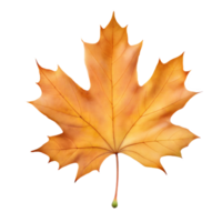 A Single Maple Leaf in Autumn png