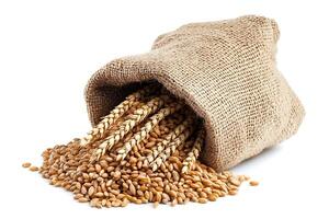 Wheat spike and wheat grain in burlap bag isolated on white space photo