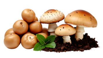 Collection of Fresh Porcini Mushrooms Boletus Edulis with Soil and Whole Varieties Gourmet Wild Fungi Isolated on Transparent Background for Culinary and Foraging Use png