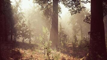 sun's rays break through the branches of trees glowing in the morning fog video
