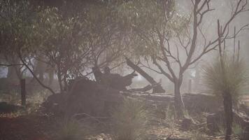 Dense Fog Engulfs Eucalyptus Grove in Lush Forest video