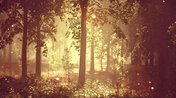A forest filled with lots of trees and lights video