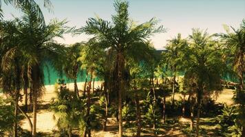 A group of palm trees in front of a green wall video