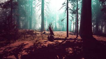 Sequoia Forest Overwhelmed by Towering Trees video