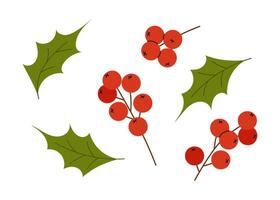 Holly berry and red rowan berry branch. Red ilex branch. Icon holiday plants isolated on white background. vector