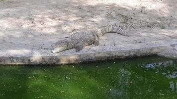 Crocodile Resting during the Sunlight at Delhi Zoo, Alligator resting near to water pond at big zoo video