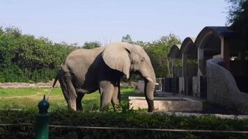 Big Wild Elephants during the Sunlight at Delhi Zoo, Elephants enjoying in shelter at big zoo video