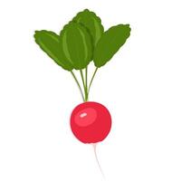 Red radish vegetable with green leaves vector