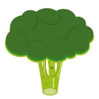 Green vegetable broccoli on white background vector