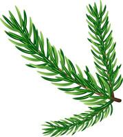 Green fir branch, graphic design vector