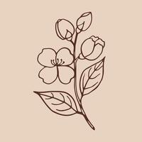 Flower of jasmine. Hand drawn illustration in outline style. vector