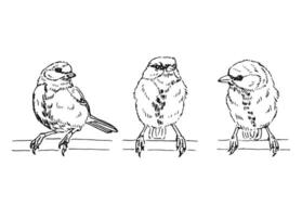 Set of titmouse. Hand drawn illustration. vector
