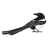 Magpie, bird. Hand drawn illustration on white background vector