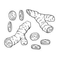 Set of ginger. Hand drawn illustration in outline style. vector