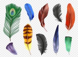 Feathers set in realistic style vector